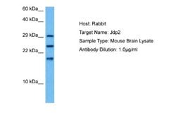 JDP2 Rabbit anti-Mouse, Polyclonal, Novus Biologicals 0.1ml; Unconjugated:Antibodies,